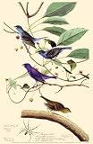 Indigo Bunting by John James Audubon. Art Print Poster 11 inches width by 17 inches height. Highest Quality Art Poster Print