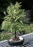 IMAGE OF Bonsai Boy's Redwood Bonsai Tree metasequoia glyptostroboides