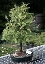 Redwood Bonsai Tree.(metasequoia glyptostroboides)