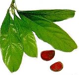 Kola Nuts Capsules