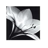 Amaryllis I Poster - 20x22
