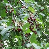 Wild Cherry Bark Tea