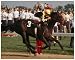 Seattle Slew 1977 Kentucky Derby #410 Print Poster Art Giclee Unknown 10x8