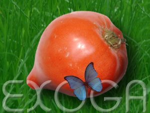 Childrens Toyshop  Garten & Freizeit : Tomate Ochsenherz Rosa - Pink Oxheart Tomaten Samen