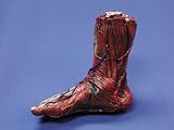 Skinned right Foot - Halloween Prop