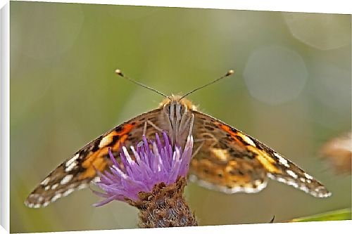 Canvas Prints of Butterfly from Country Life 
