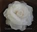 6 Ivory Silk Rose Wedding Bridal Hair Flower Clip