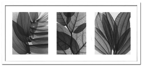 X-Ray PHOTOGRAPHY（レントゲンフォトグラフィー）ポスターフレーム Steven N.Meyers / Leaf collection 845x365x30mm