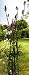 Botanico 180cm Allium Obelisk