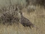 Sage Grouse in Montana Photographic Poster Print by Joel Sartore, 32x24