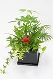 寄せ植え2(陶器入り)