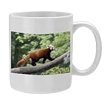 Red / Lesser PANDA / Red cat-bear - animal transporting bedding for den - Photo Mug by Ardea