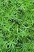 KINGS SEEDS: GREEN MANURE LUPIN