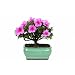 Brussel's DT3066AZ Satsuki Azalea Outdoor Bonsai Tree