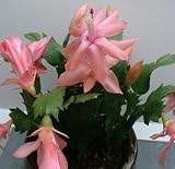 Peaches & Cream Christmas Cactus Plant - 4