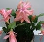Hirt's Peaches & Cream Christmas Cactus Plant - 4" Pot