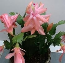 Peaches and Cream Christmas Cactus Plant