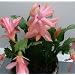 Peaches and Cream Christmas Cactus Plant