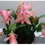 Peaches and Cream Christmas Cactus Plant