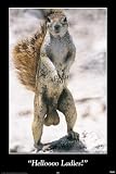 Posters: Funny Photography Poster - Helloo Ladies (36 x 25 inches)