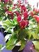 Dutch Calla Allure 18-20 cm. 25 pack