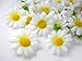 (100) Silk White Gerbera Daisy Flower Heads , Gerber Daisies - 1.75