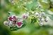 Flowers of Medicine Plant Arctium minus - 36
