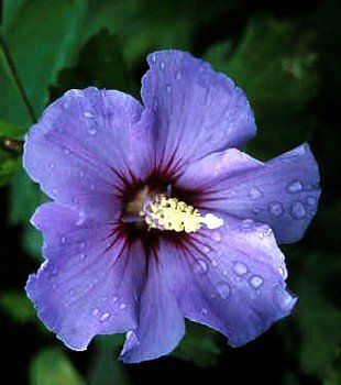 Blue SatinTM Hibiscus Rose of Sharon - BEST BLUE HIBISCUS - Proven Winner