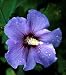 Blue Satin Hibiscus Rose of Sharon