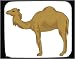 Mouse Pad with camel, dromedar, captivity, mammal, zoo, dromedary, animal