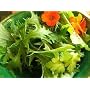1 Full Bulk Pound Nasturtium Wild Flower Seeds (Tr&hellip by The Dirty Gardener