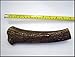 JimHodgesDogTraining Brand - Grade A Premium Quality Elk Antler Dog Chew - Whole and Split Antler Bone Treat - Made in USA - Natural Shed - No Preservatives (Whole, XXL)