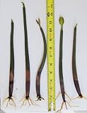 20 Red Mangrove Saltwater Aquarium Plants for $20.00