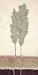 Evergreen II Beautiful MUSEUM WRAP CANVAS Print with Added BRUSHSTROKES Adelene Fletcher 12x24