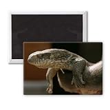 Lizard - 3x2 inch Fridge Magnet - large magnetic button - Magnet