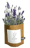 Lavender Garden-in-a-Bag (3 Ounce) by igourmet.com