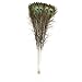 Hgshow 25 Pcs Bleached & Dyeing peacock feathers Long pole 25