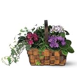 Teleflora's Mixed African Violet Basket