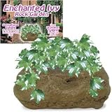 Enchanted Ivy Rock Garden
