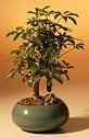 Hawaiian Umbrella Bonsai Tree - small