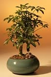 Hawaiian Umbrella Bonsai Tree