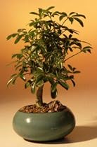 Hawaiian Umbrella Bonsai Tree - Small.(arboricola schefflera)