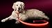 ILLUMISEEN LED Light Up Dog Leash | Ultra High Visibility Up to 350 Yards | 3 Lighting Modes | USB Rechargeable, No Batteries Needed | Padded Handle & Rotating Swivel Clasp to Prevent Leash Tangling