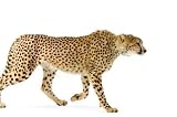 Adult Cheetah Walking - 18"W x 12"H - Peel and Stick Wall Decal by Wallmonkeys