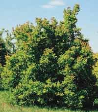 Acer tatarica: Tartarian Maple Seeds