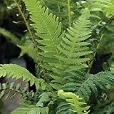 Ferns - Japanese Beech Fern
