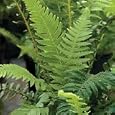 Ferns - Japanese Beech Fern