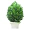 Finial Shape Boxwood Topiary