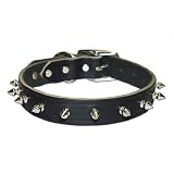 1/2 in. Regular Spiked Latigo Leather Dog Collar model 12LK (Black, 12 in.)