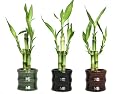 Set of Three, 3 Piece Lucky Bamboo Arrangements in Bamboo Style Mini Ceramic Vases